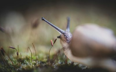 Cargols, escarbats i altres bèsties