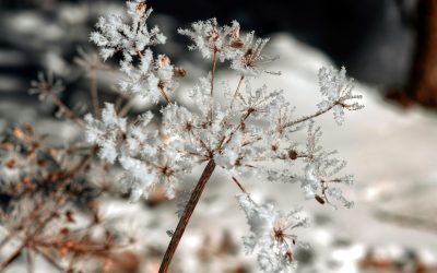 Ho sap tothom i és profecia…